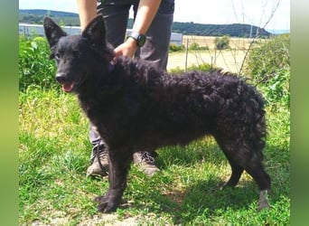 ALMA wurde im Stich gelassen