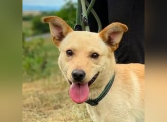 SHELDON ,verspielter , freundlicher Hundejunge