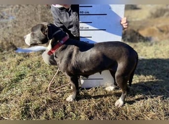 TORI hat einen Herzenswunsch  -ein Zuhause