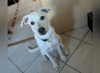 CLEO ist ein süßes Hundekind