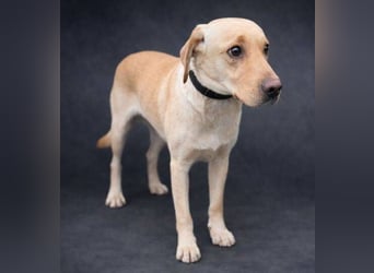 MONTY süßer Hundejunge