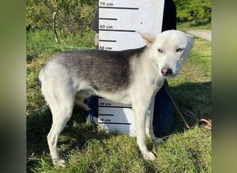 SVEN ist ein fröhlicher Jungspund