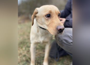 MONTY süßer Hundejunge