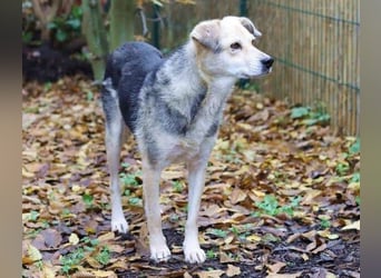 HILDE 2 - Wer schenkt ihr ein Zuhause