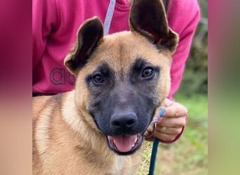 XARO süßer Hundejung sucht sein Zuhause