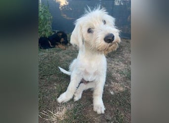 ELVIS der Hundejunge hätte so gern eine Familie