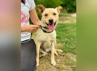 SHELDON ,verspielter , freundlicher Hundejunge