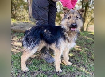 GASTON liebt Menschen über alles