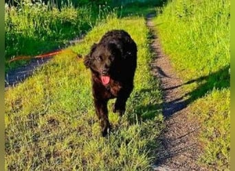 GABBY ist eine Traumhündin