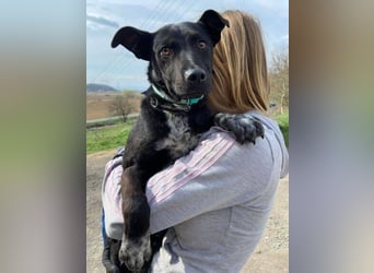 LUCKY 2 sucht sein Glück