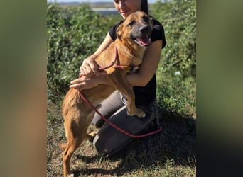 ARAMIS der Hundejunge irrte verloren umher