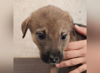 TINA das Hundebaby wurde ausgesetzt