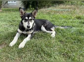 KEZIA , süßes HuskyMix Mädchen