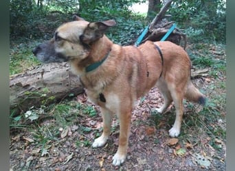 ASTON ist ein Traumhund