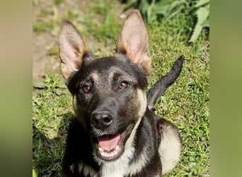 RONA sucht nach Zuwendung