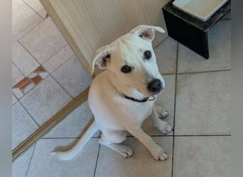 CLEO ist ein süßes Hundekind