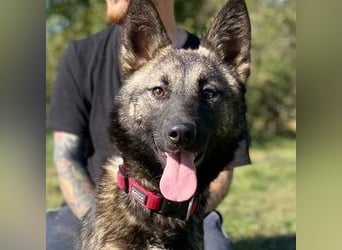 ARWEN wurde herzlos ausgesetzt