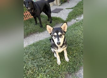 KEZIA , süßes HuskyMix Mädchen