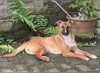 CONNIE 2 ist eine reizende Junghündin