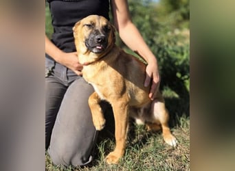 ARAMIS der Hundejunge irrte verloren umher