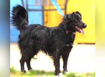 RINA   ist in Lebensgefahr