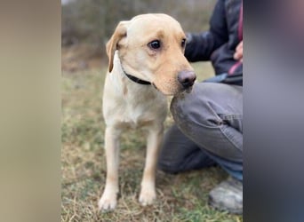 MONTY süßer Hundejunge