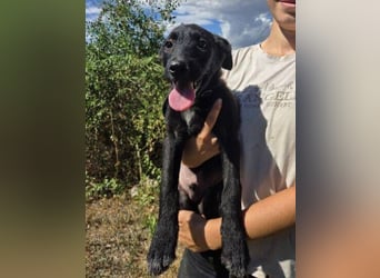 FRANZ das Hundekind wurde im Stich gelassen