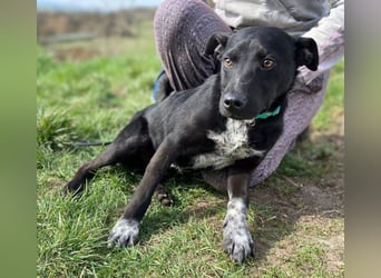 LUCKY 2 sucht sein Glück