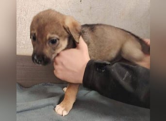 TINA das Hundebaby wurde ausgesetzt