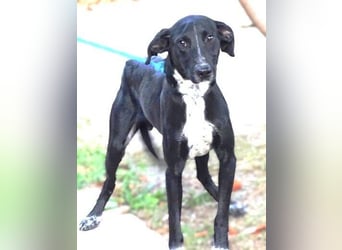 JEFF 2 hat Angst, wer rettet ihn?