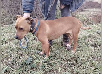 MAYA 2 musste an der Kette hängen