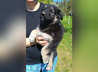 Laura ist ein süßes Hundemädchen