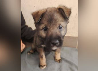 WINKY der Welpenjunge wurde herzlos ausgesetzt