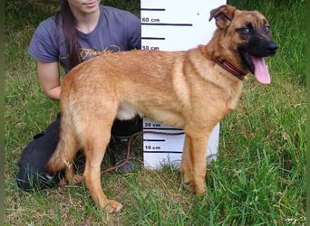 ARTHUR 2 sucht sein Zuhause