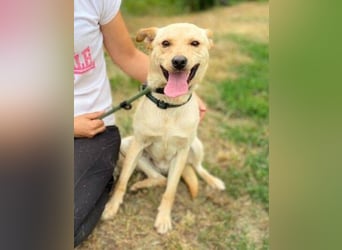 SHELDON ,verspielter , freundlicher Hundejunge