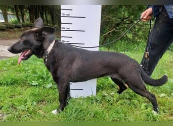 SYRIA wäre eine tolle Begleiterin