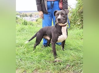 BARON wer kann ihm ein Zuhause schenken?