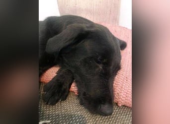 ANA 2 ist ein zauberhaftes Hundemädchen