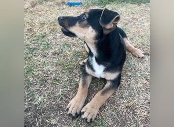 TEO der kleine Mann möchte sein ❤️ verschenken