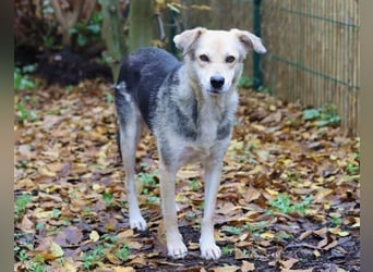 HILDE 2 - Wer schenkt ihr ein Zuhause