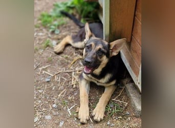 Rina 2 ist ein verspieltes Hundekind