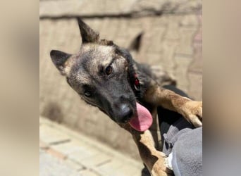 ARWEN wurde herzlos ausgesetzt