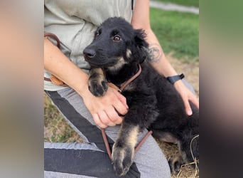 NIKKI das Hundkind wurde ausgesetzt