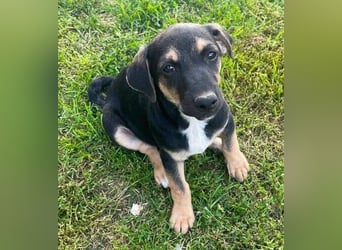 LEO 2 Wer schenkt dem Hundekind ein Zuhause?