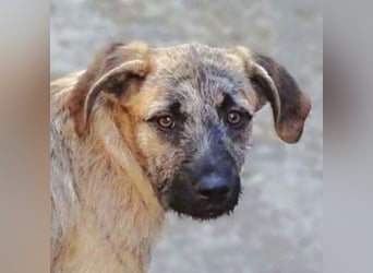 BETTY ist eine tolle Junghündin