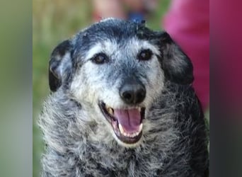 LOLA  ist ein liebe, ruhige Hundedame