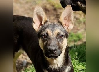 Rina 2 ist ein verspieltes Hundekind