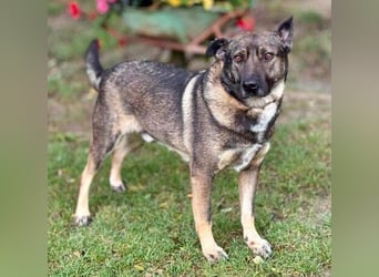 CHRISS ist ein bildhübsche Hundejunge