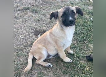 EMIR das Hundekind wurde herzlos ausgesetzt