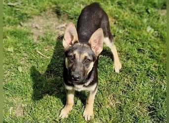 Rina 2 ist ein verspieltes Hundekind